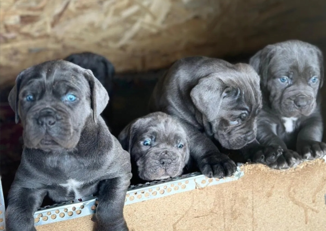 Blue üst kalite corso yavrular